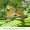 thymelicus lineola in copula ossetia